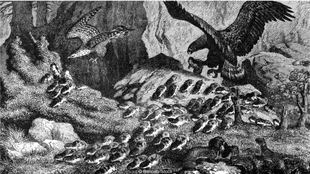 Əfsanələrə baxmayaraq, lemminqlər özlərini qayadan intihar məqsədilə atmırlar