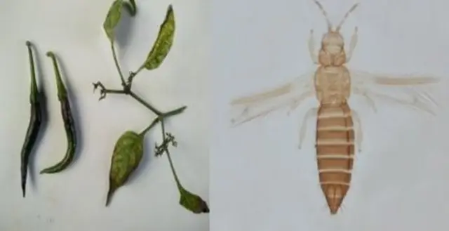 వ్యాధి సోకిన కాండం, తామర పురుగు