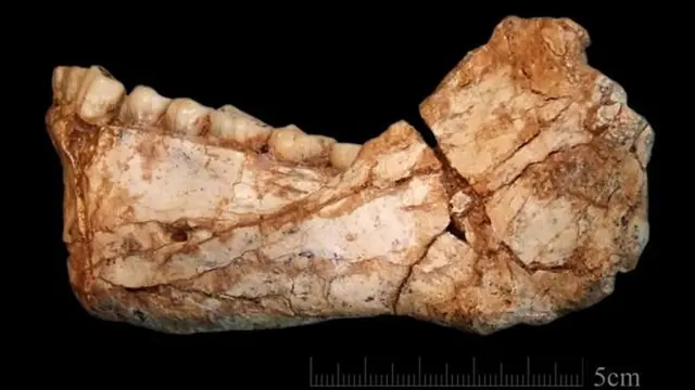 انسانی باقیات