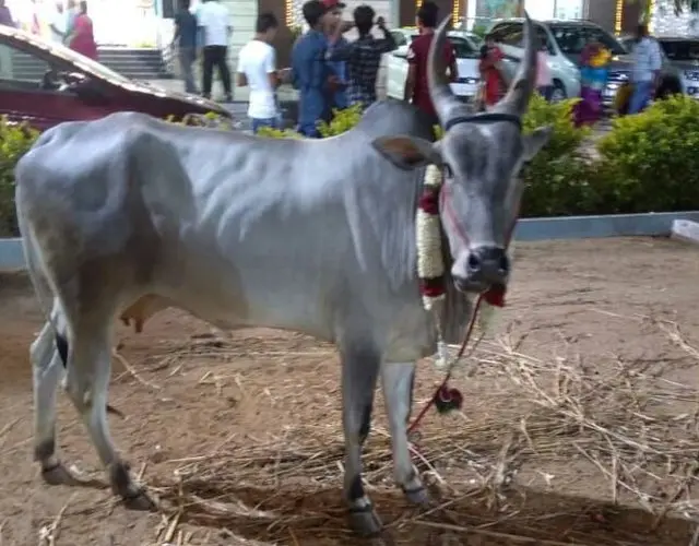 திருப்பூர்: வித்தியாசமாக நடந்த இயற்கை திருமணம்