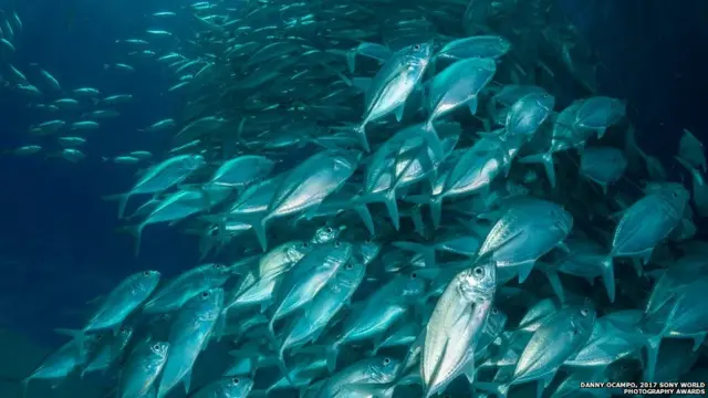 બીગઆઈ ટ્રિવેલી નામની માછલીના જૂથનો ફોટો