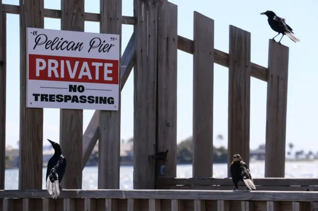 وطيور ولافته حظر