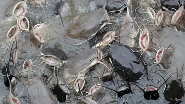 Сомы - одни из самых "разговорчивых" рыб