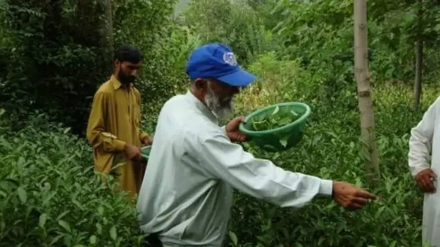 چائے کی ہاتھوں سے چنائی