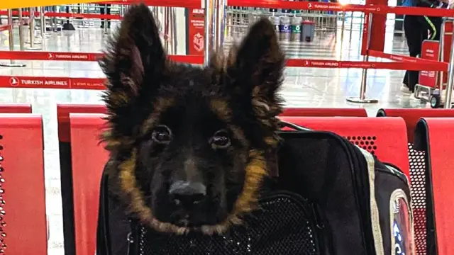 Turkish airlines emotional fashion support dog