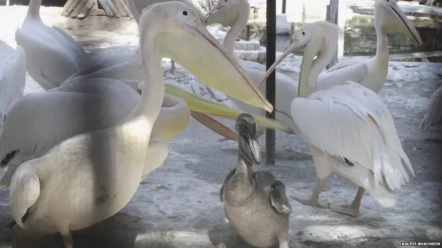 રોઝી પેલિકનની તસવીર