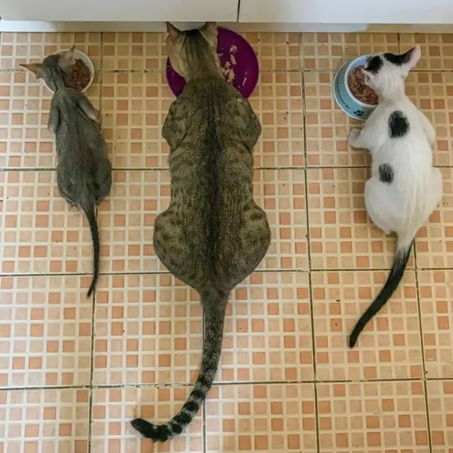 Tres gatos.