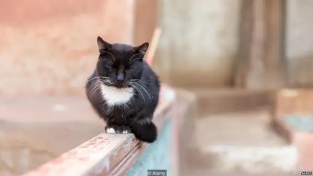 बिल्ली की म्याऊं