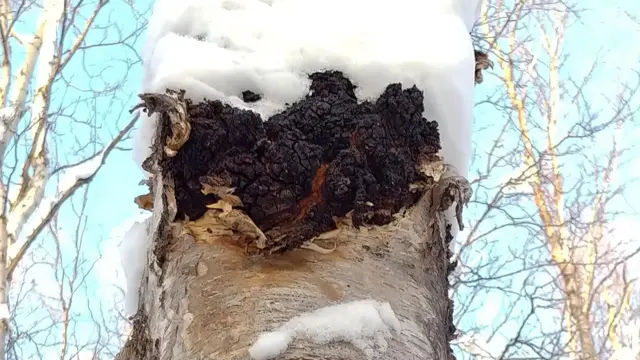 Arctic Chaga