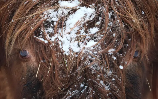 A Highland cow in the snow at Hothfield Heathlands nature reserve near Ashford, Kent, on 9 February 2021