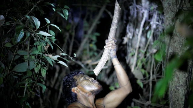 Paulo Paulino Guajajara bebiendo agua de un árbol en el bosque amazónico.