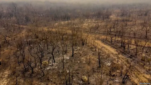 ब्राज़ील+आग+पर्यावरण