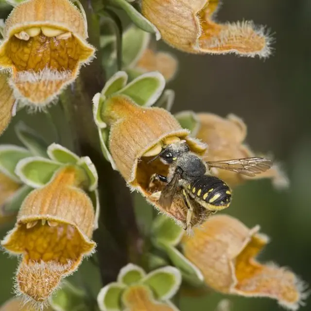Un Anthidium manicatum sobre una dedalera.
