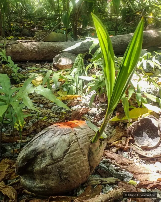 Island Conservation