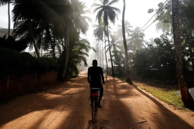 नारियल के पेड़