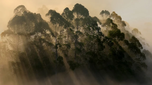 Eucalipto californiano