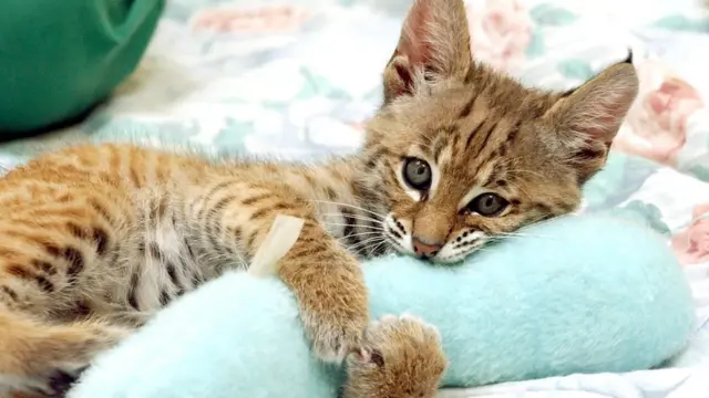 Kedi