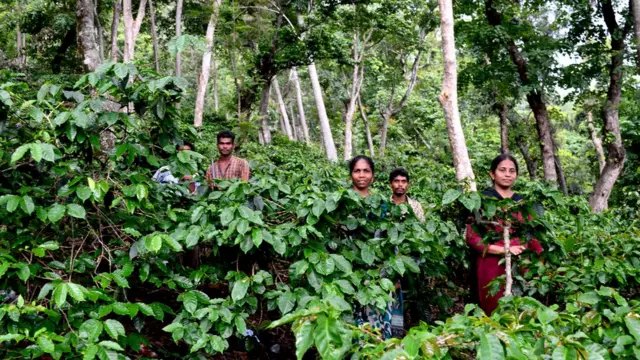 అరకు చాయ్