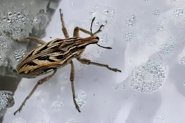 Una imagen de un chinche.