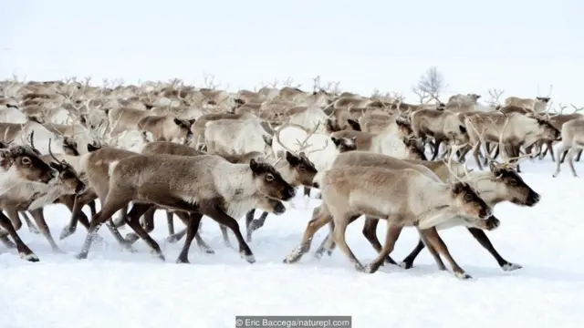 Staffan Widstrand/naturepl.com