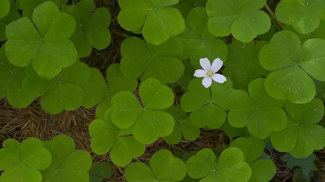 தூக்கியெறியும் சிகரெட் துண்டுகள் தாவரத்தின் வளர்ச்சியை தடுக்கும்