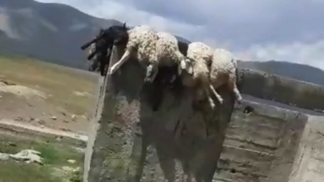 Солтон-Сары