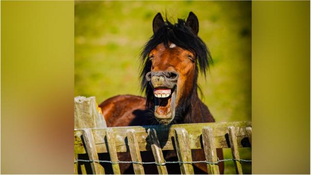 太开心啦，哈哈哈哈！丹尼尔·祖米拉斯（Daniel Szumilas）镜头前的这匹马不知道为什么那么喜笑颜开。