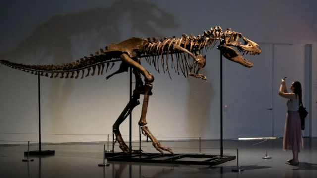 Mulher fotografa ossadapixbet365 apkdinossauro