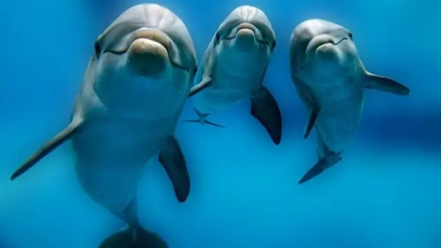 டால்ஃபின்கள்