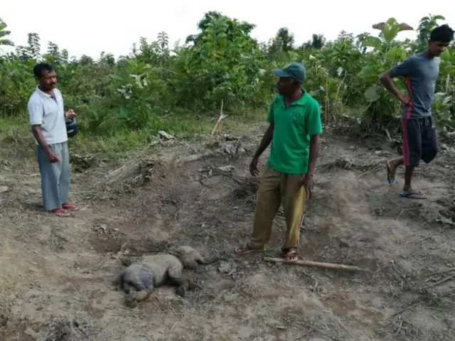 কর্মকর্তারা বলছেন, এমনকি বনে জঙ্গলেও কোনো হাতি যখন যমজ শিশুর জন্ম দেয় তখন তাদের বেঁচে থাকার হারও হয় খুব কম।