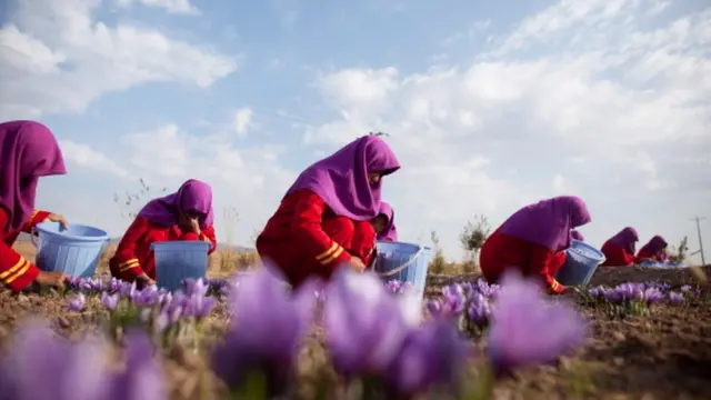 برداشت زعفران