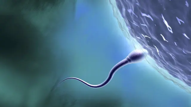 விந்தணு - மாதிரிப் படம்