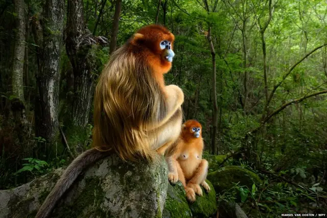 ਓਵਰਆਲ ਐਵਾਰਡ ਨੀਦਰਲੈਂਡ ਦੇ ਮਾਰਸੈਲ ਵਾਨ ਊਸਟਨ