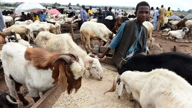 Small boy dey pose wit ram