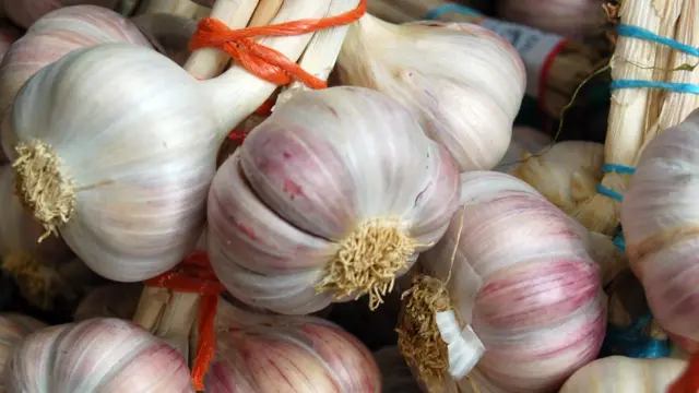 Garlic