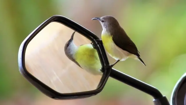 பிரதிபலிப்பு