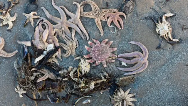 Starfish, crabs and clams were found on the beach at Culbin Sands