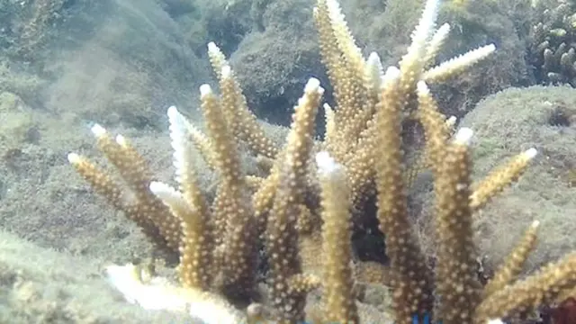 யாழ் கடலில் கண்டுபிடிக்கப்பட்ட புதிய வகை பவளப்பாறைகள்