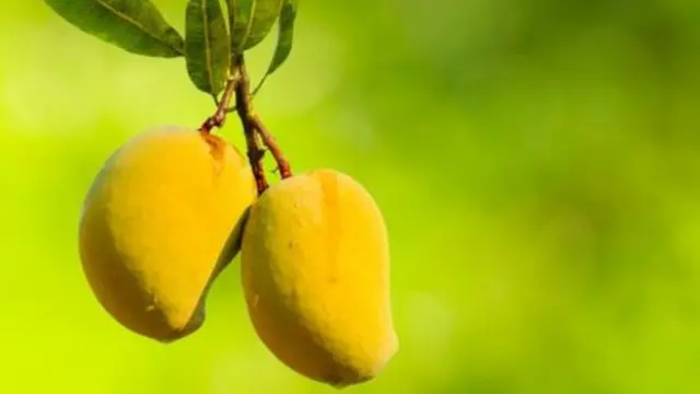 গাছ থেকে আম পাড়ার ক্যালেন্ডার ঠিক করে দিয়েছে কর্তৃপক্ষ