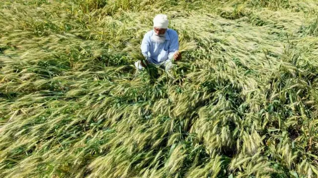 बारिश और ओला बारिश