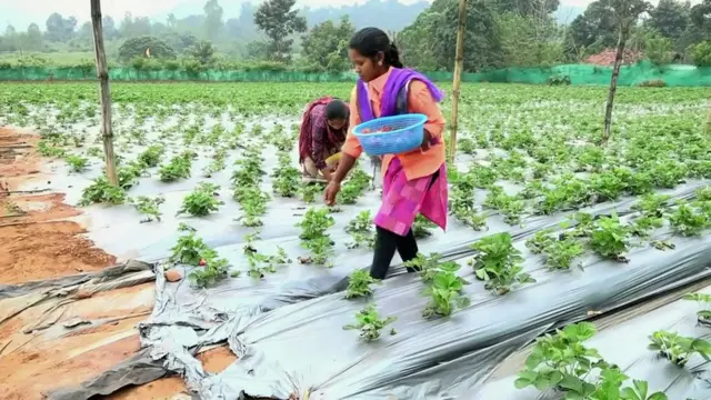 స్ట్రాబెర్రీ సాగు