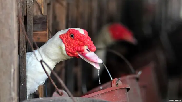चीन का पॉल्ट्री फार्म