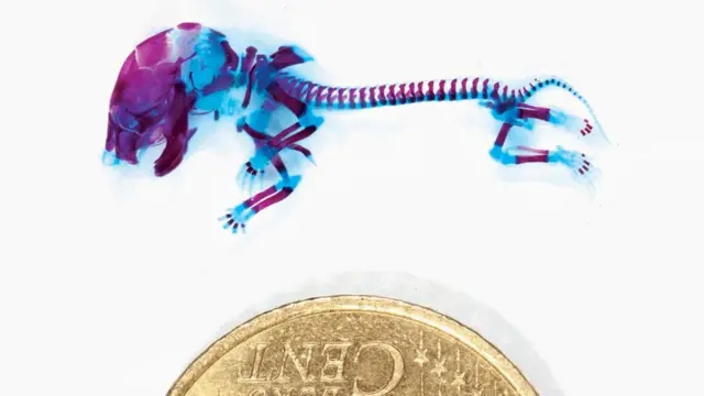 Embrión de ratón sin costillas