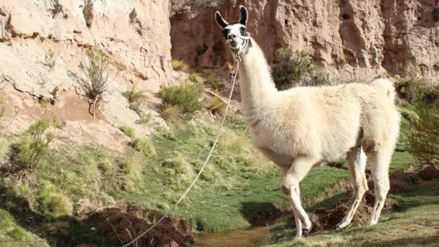 Llama frente a un riachuelo de agua en el Altiplano de Bolivia.