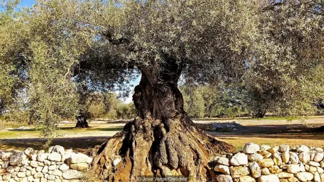 bin yıllık zeytin ağaçları