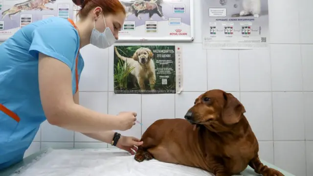 تطعيم كلب في مدينة موسكو