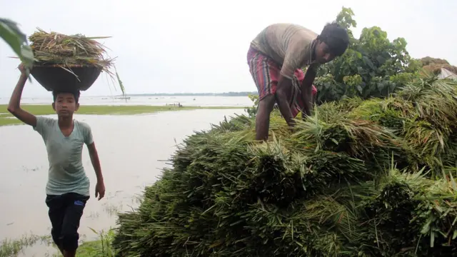 শনির হাওর এলাকায় ধান তোলার দৃশ্য