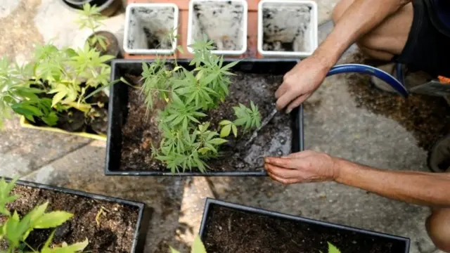 गांजे का पौधा