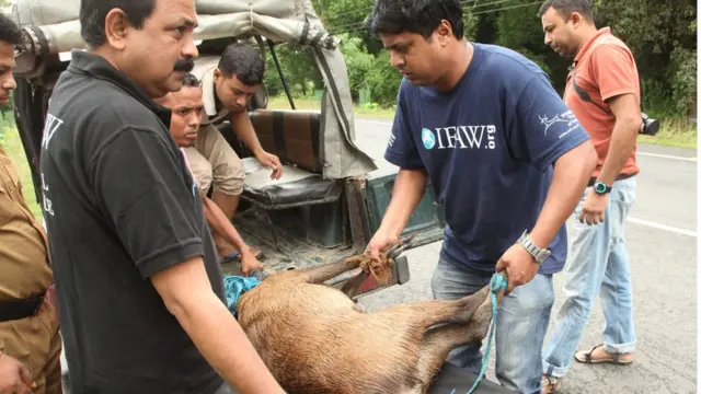 असम के काजीरंगा पार्क में अफ़रातफ़री