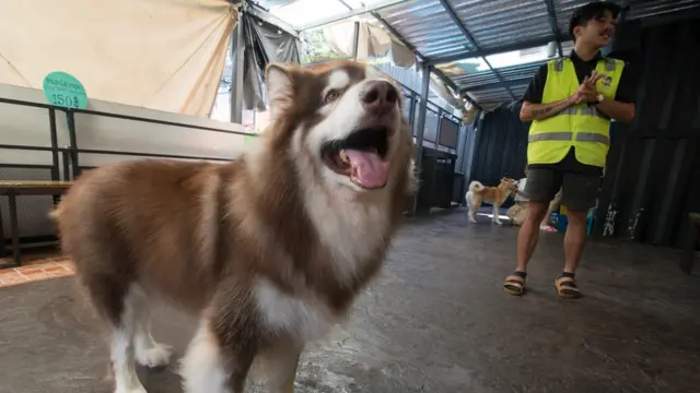 ร้าน Big Dog Cafe มีสุนัขพันธุ์ใหญ่ที่หายากหลายชนิด ทุกตัวได้รับการดูแลอย่างดี